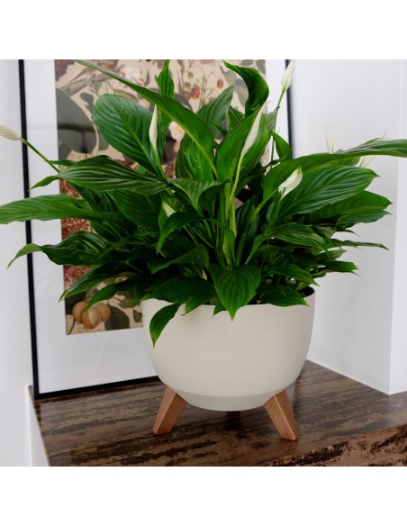 Biała misa, donica na nóżkach Roma Lamela 47.3 cm 5900119058822 7