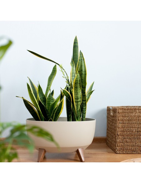 Biała misa, donica na nóżkach Roma Lamela 47.3 cm 5900119058822 9