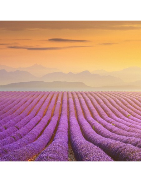 Zapachowe saszetki lawendowe do szafy i szuflady Raid 2x12 szt. 5000204090048 4