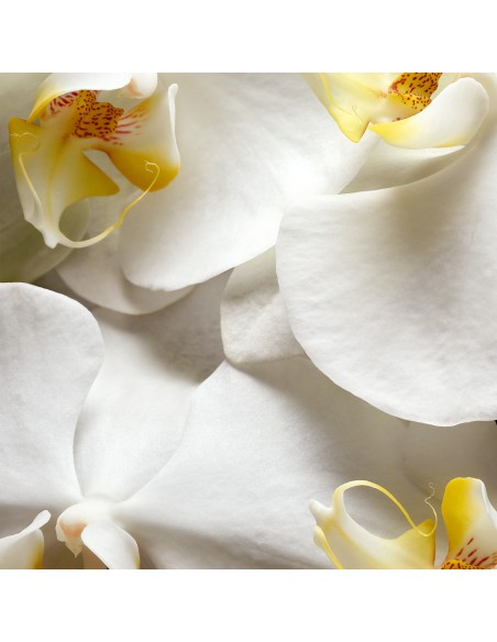 Podwójny zapas do automatycznego odświeżacza powietrza Glade Romantic Vanilla Blossom 5000204355048 4