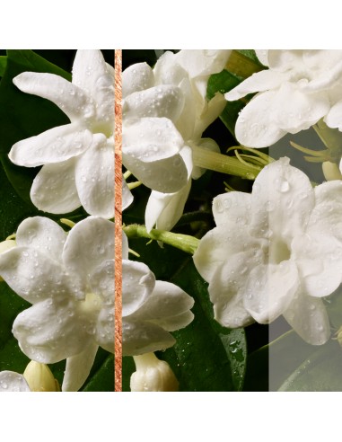Podwójny zapas do automatycznego odświeżacza powietrza Glade Sensual Sandalwood & Jasmine 5000204287578 5