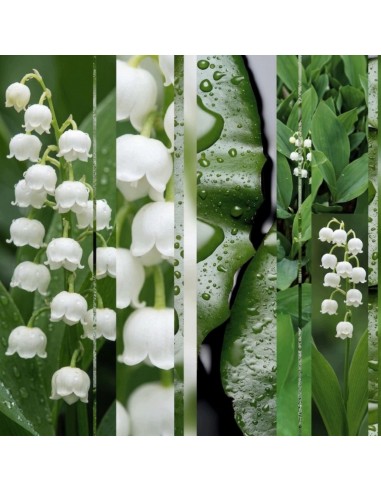 Glade® ONE - Muguet, kwiaty konwalia zapas do odświeżaczy powietrza 2+1  4