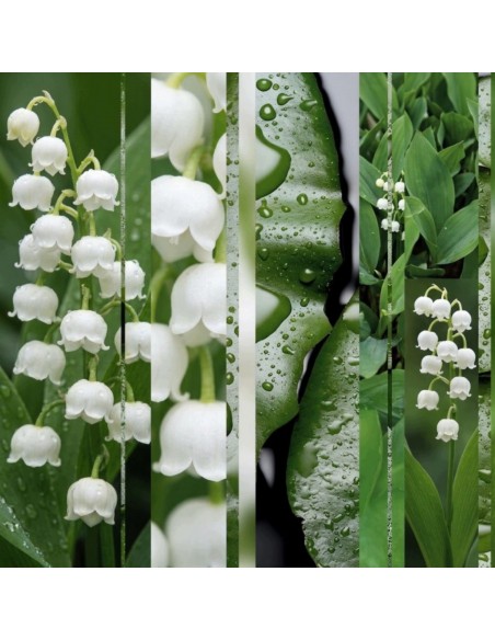 Glade® ONE - Muguet, kwiaty konwalia zapas do odświeżaczy powietrza 2+1  4
